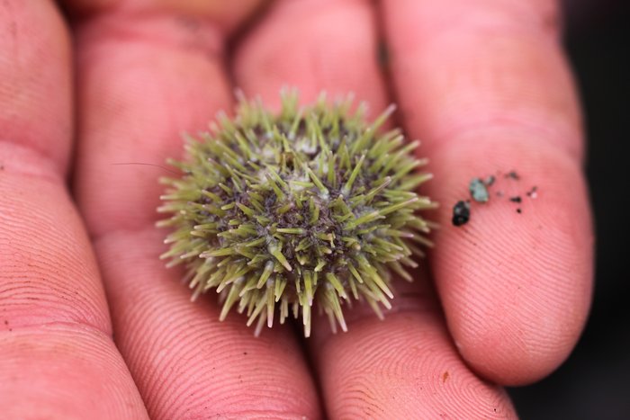 green-sea-urchin-strongylocentrotus-droebachiensis.700x700